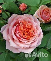 Роза Поль Бокюз Шраб