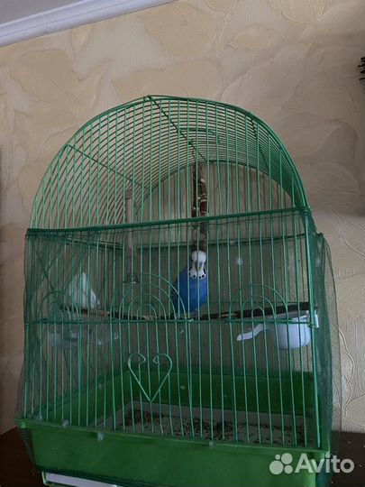 Волнистый попугай с клеткой