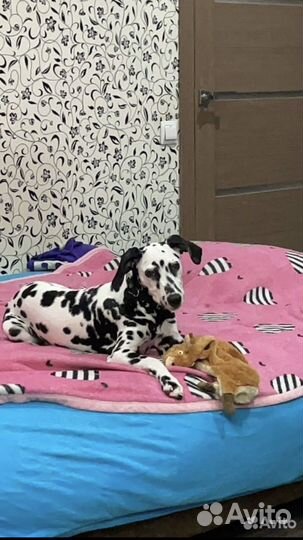 Далматинец