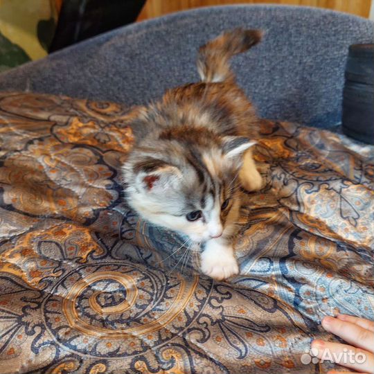 Кошка