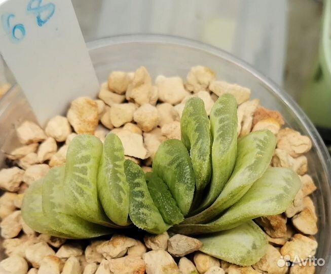 Редкие суккуленты Haworthia truncata