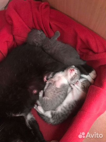 Котята в добрые руки бесплатно. Очень милые