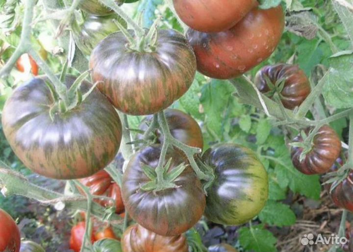 Семена томатов Сорт 