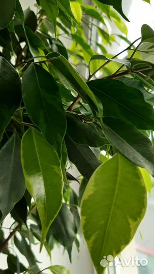 Фикус бенджамина пестролистный