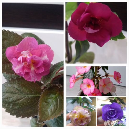 Клеродендрум, гибискус, дуранта, и др