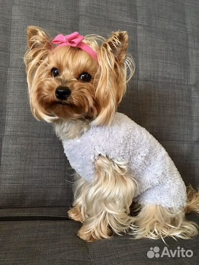 Одежда для собак