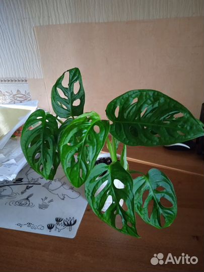 Монстера миниатюрная