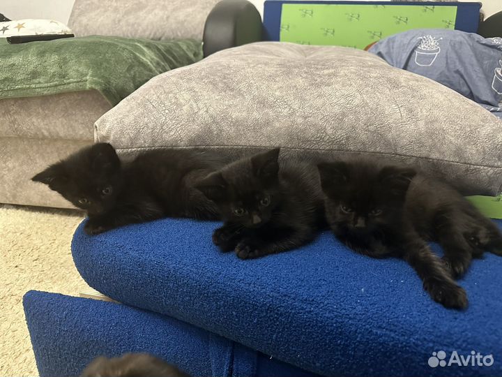 Британская кошка в дар