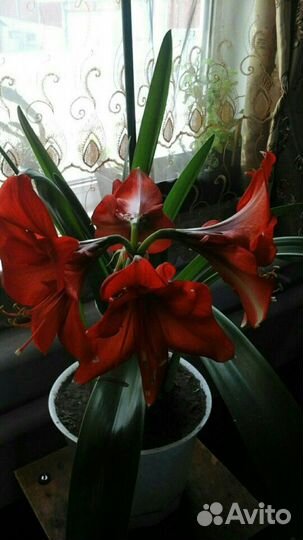 Декабрист, Гиппеаструм в наличии 5 штук