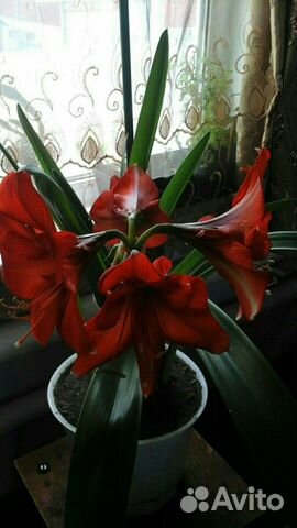 Декабрист, Гиппеаструм в наличии 5 штук