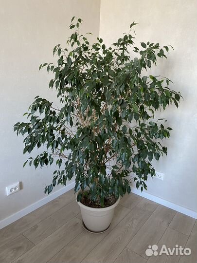 Фикус бенджамина