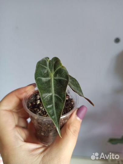 Алоказия полли