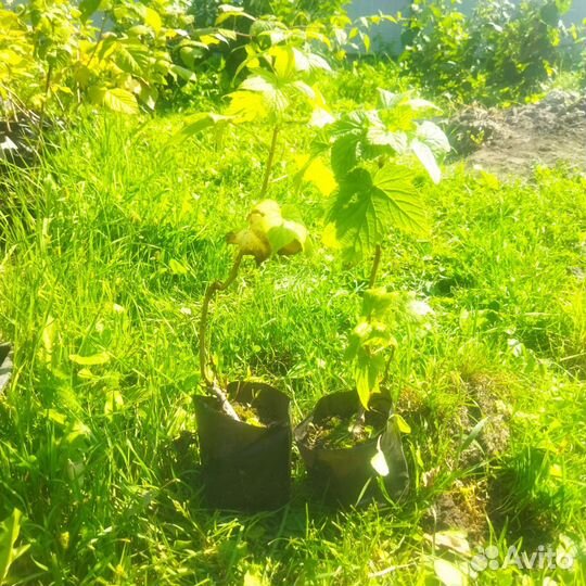 Смородина черная подарок Астахова