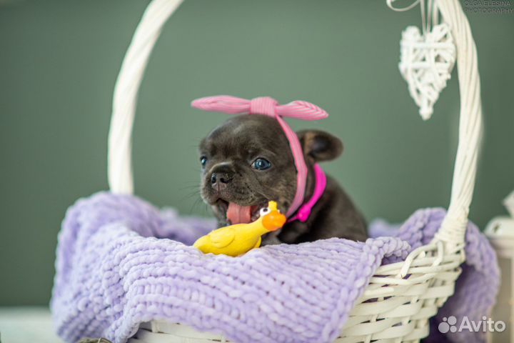 Фоанцузский бульдог