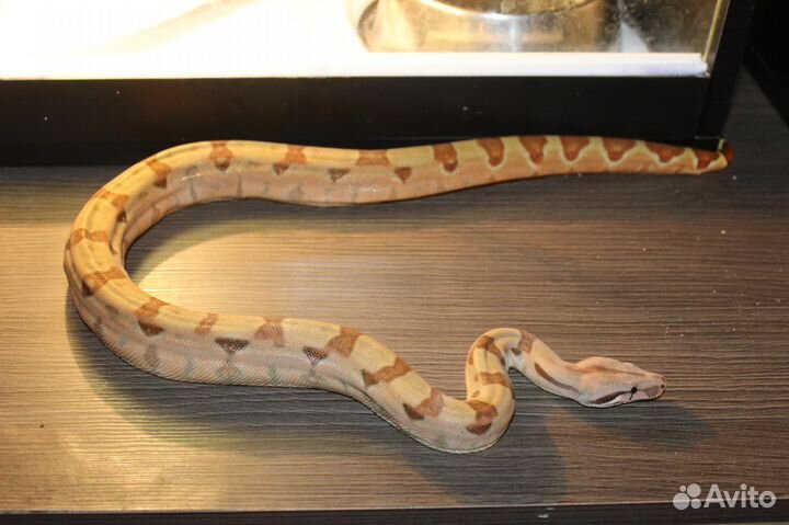 Boa constrictor императорский удав от производител
