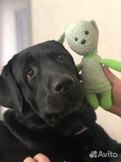 Вязка Лабрадор