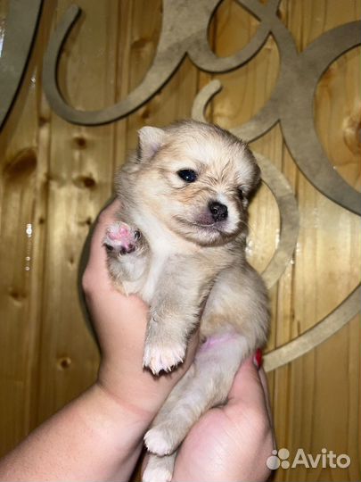 Щенки шпица