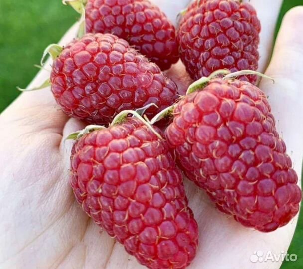 Кусты малины очень крупной