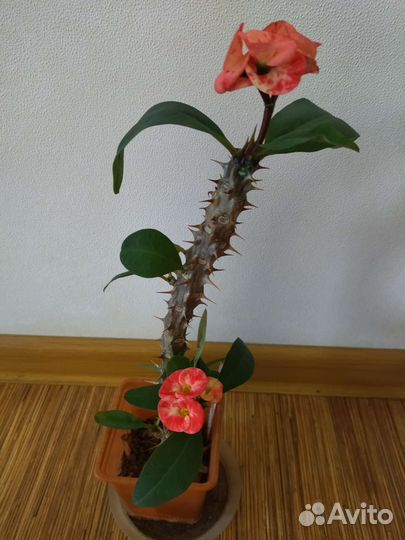 Молочай миля крупноцветковый