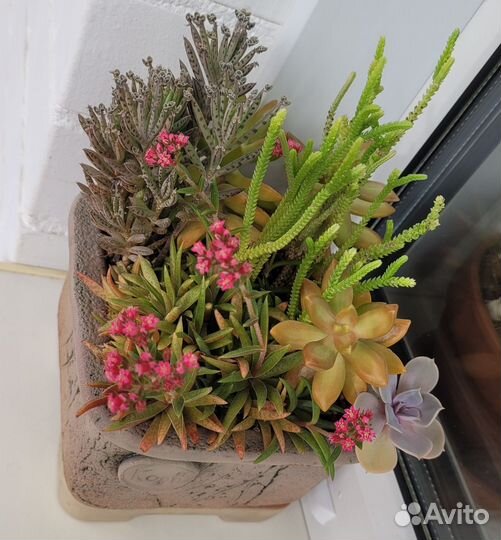 Суккулент. Крассула Шмидта