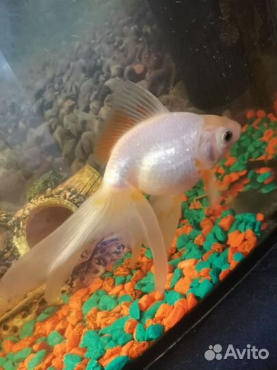 Золотая рыбка