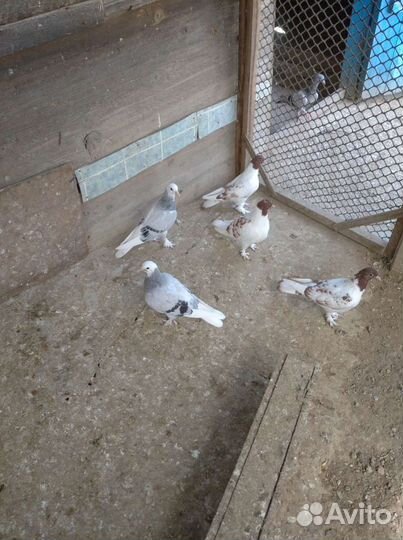 Голуби