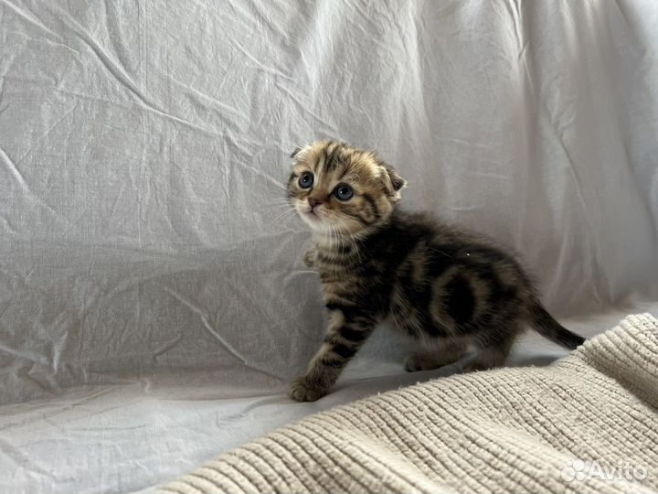 Шотландский котенок девочка