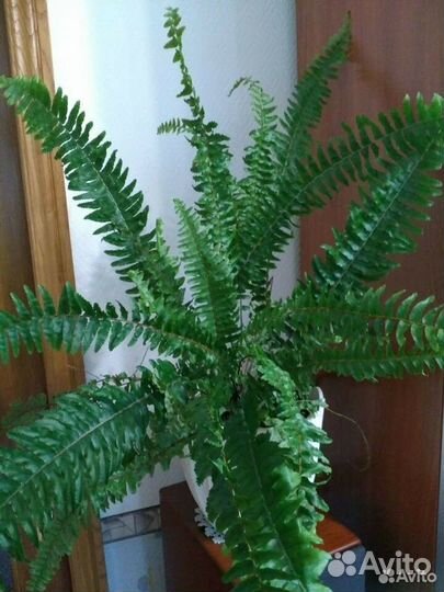 Папоротник нефролепис