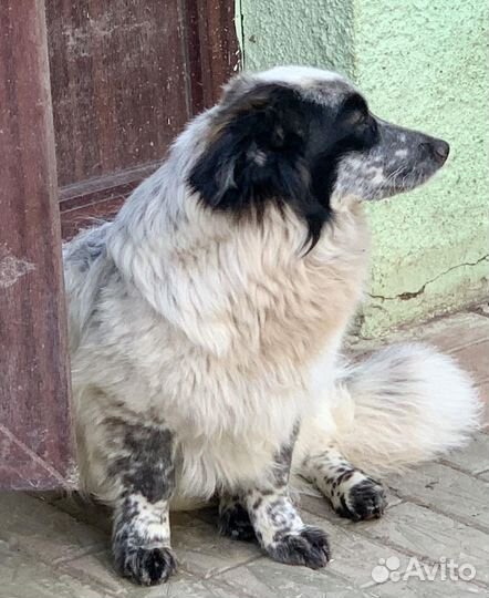 Спаниэль метис