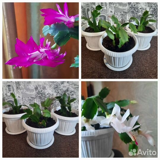 Комнатные растения цветы Декабрист/Шлюмбергера