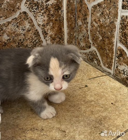 Котёнок веслоухий