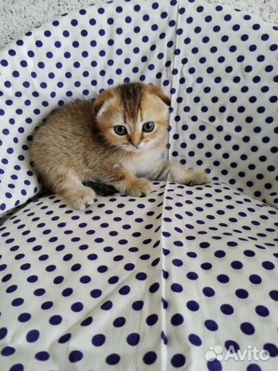 Золотая шиншилла. Мальчик и девочка. Доставка