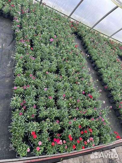 Гвоздика,многолетник. Опт