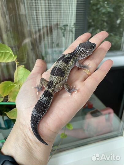 Геккон эублефар