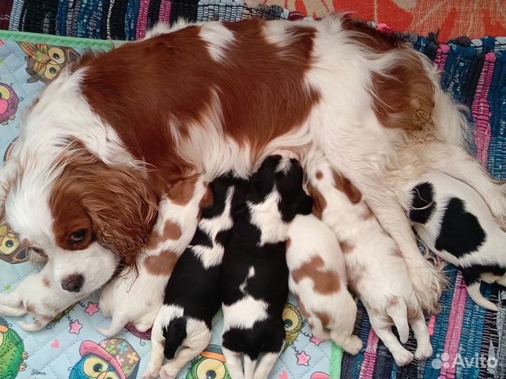 Замечательные малышки Кавалер кинг чарльз спаниель