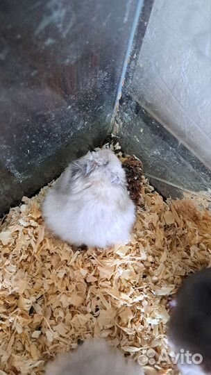 Сирийский хомяк