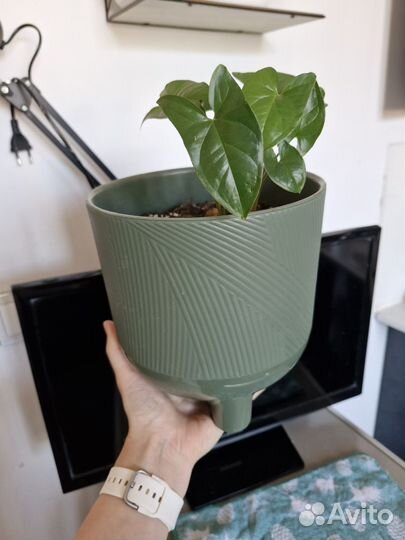 Сингониум комнатный цветок