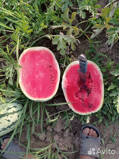 Арбуз оптом