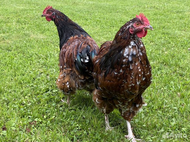 Петушки Орпингтон Парцеляновый