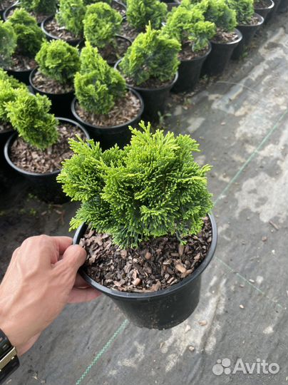 Кипарисовик Нана Грацилис