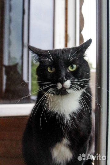 Котенок в дар