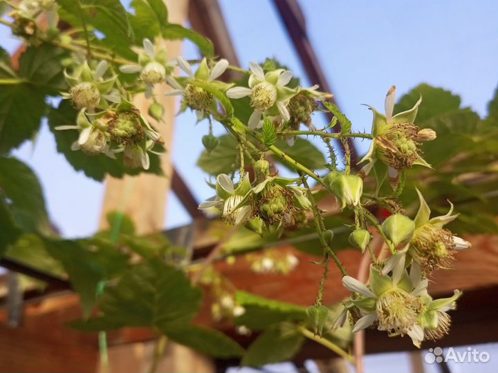 Принимаю за заказы на Саженцы малины