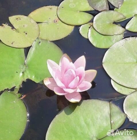 Водные лилии - нимфеи