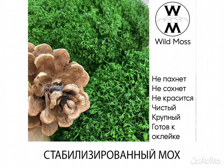 Стабилизированный мох