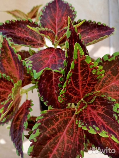 Черенки колеусов