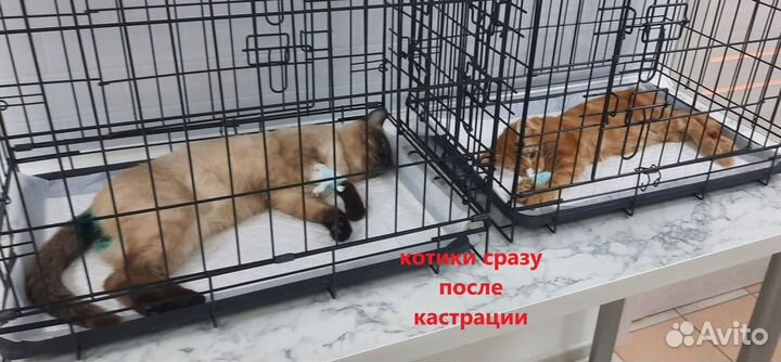 Ветеринарная клиника (стерилизация кошки)