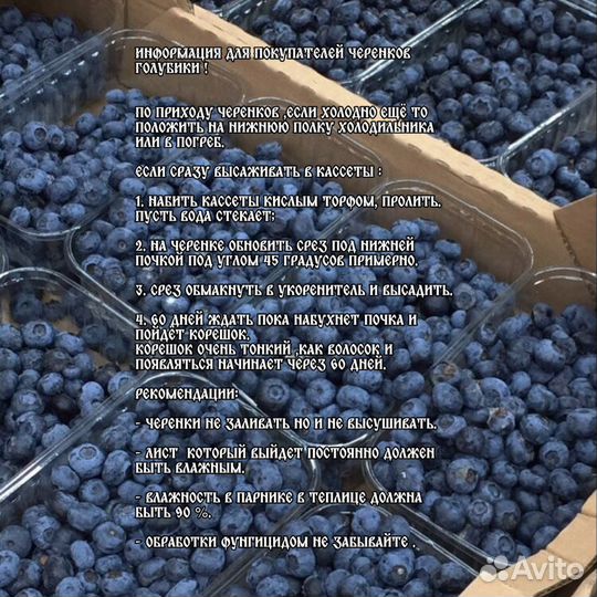 Голубика Гигантская черенки