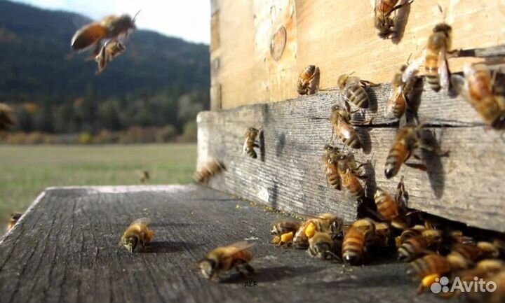 2024 Мед натуральный с Алтая оптом