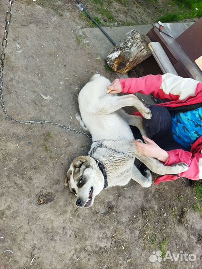 Алабай в добрые руки