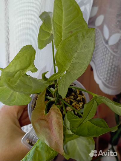 Сингониумы сортовые (комнатные растения)